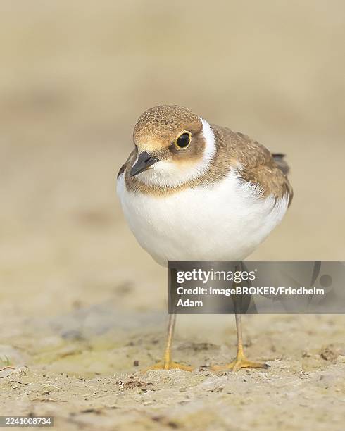 little ringed plover, little ringed plover, (charadrius dubius), young bird standing on sandy ground, wildlife, nature photography, plover family, illmitz, lake neusiedl national park, burgenland, austria - plover stock pictures, royalty-free photos & images