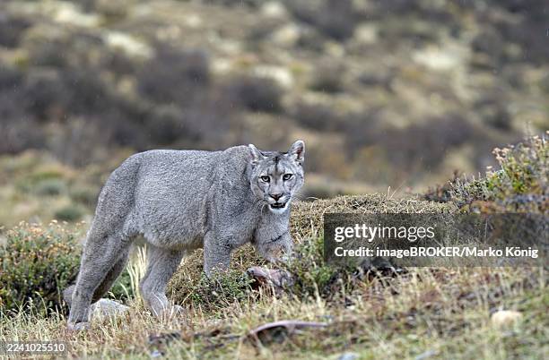 cougar (cougar concolor), torres del paine national park, chile, south america - puma stock pictures, royalty-free photos & images