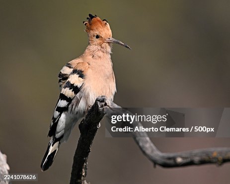 Close-up of a Hoopoe bird with its distinctive crest perched on a weathered branch, showcasing its intricate plumage Close-up of a Hoopoe bird with its distinctive crest perched on a weathered branch, showcasing its intricate plumage
