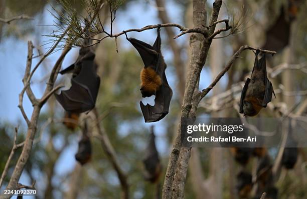 grey-headed flying foxes resting on a tree - pteropus poliocephalus photos et images de collection