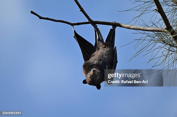 one grey-headed flying fox resting on a tree - pteropus poliocephalus photos et images de collection