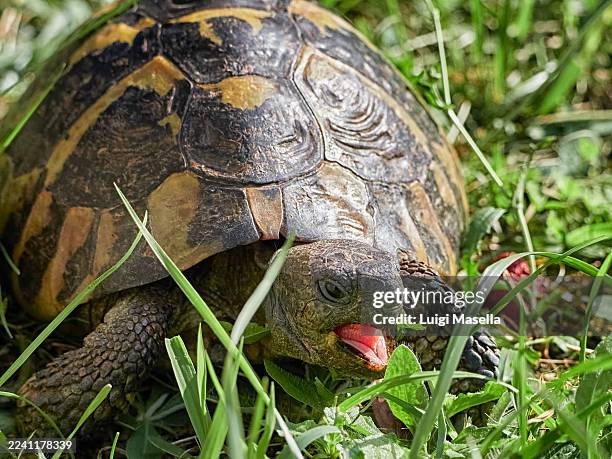 testudo hermanni - griechische landschildkröte stock-fotos und bilder