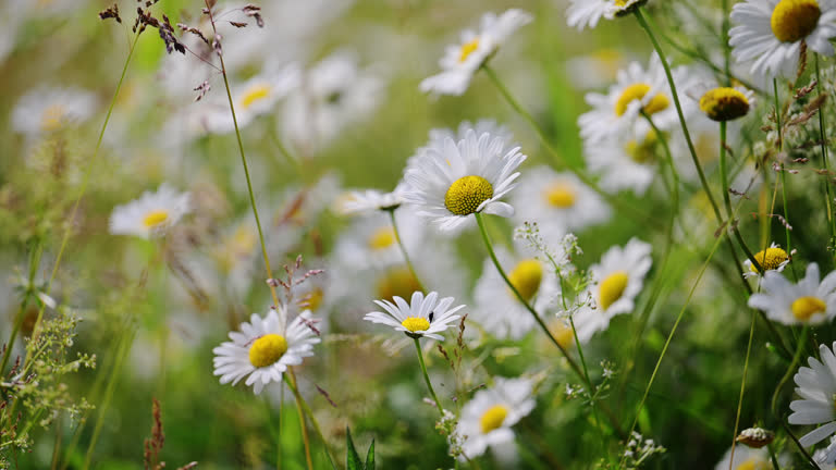 https://media.gettyimages.com/id/2241213280/video/daisies-sway-gently-in-a-summer-breeze-over-a-lush-green-meadow.jpg?b=1&s=640x640&k=20&c=rNChS1JpNHr_o4Vqv3ZwOXhQKqoEW3GVtU4u7mPmZSg=