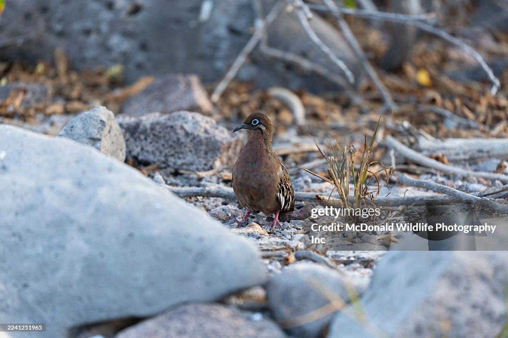 Galapagos Dove
