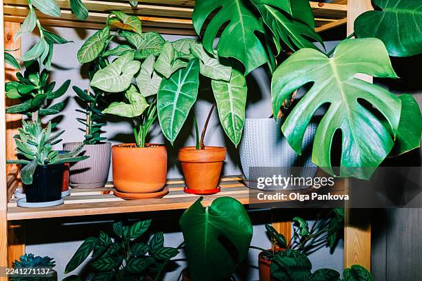 growing houseplants on wooden shelf displaying home decor - monstera stock-fotos und bilder