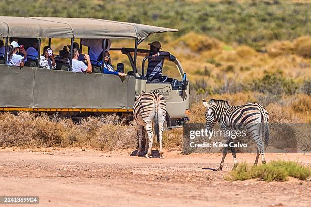 Herd of Plains Zebras grazing peacefully in the open grasslands of South Africa, a classic sight on an African safari.