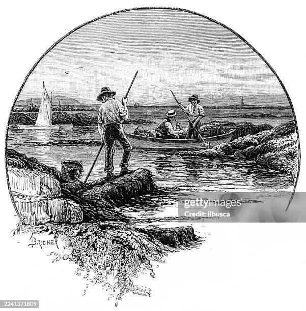 bildbanksillustrationer, clip art samt tecknat material och ikoner med plymouth county, massachusetts: gathering irish moss - massachusettsbukten