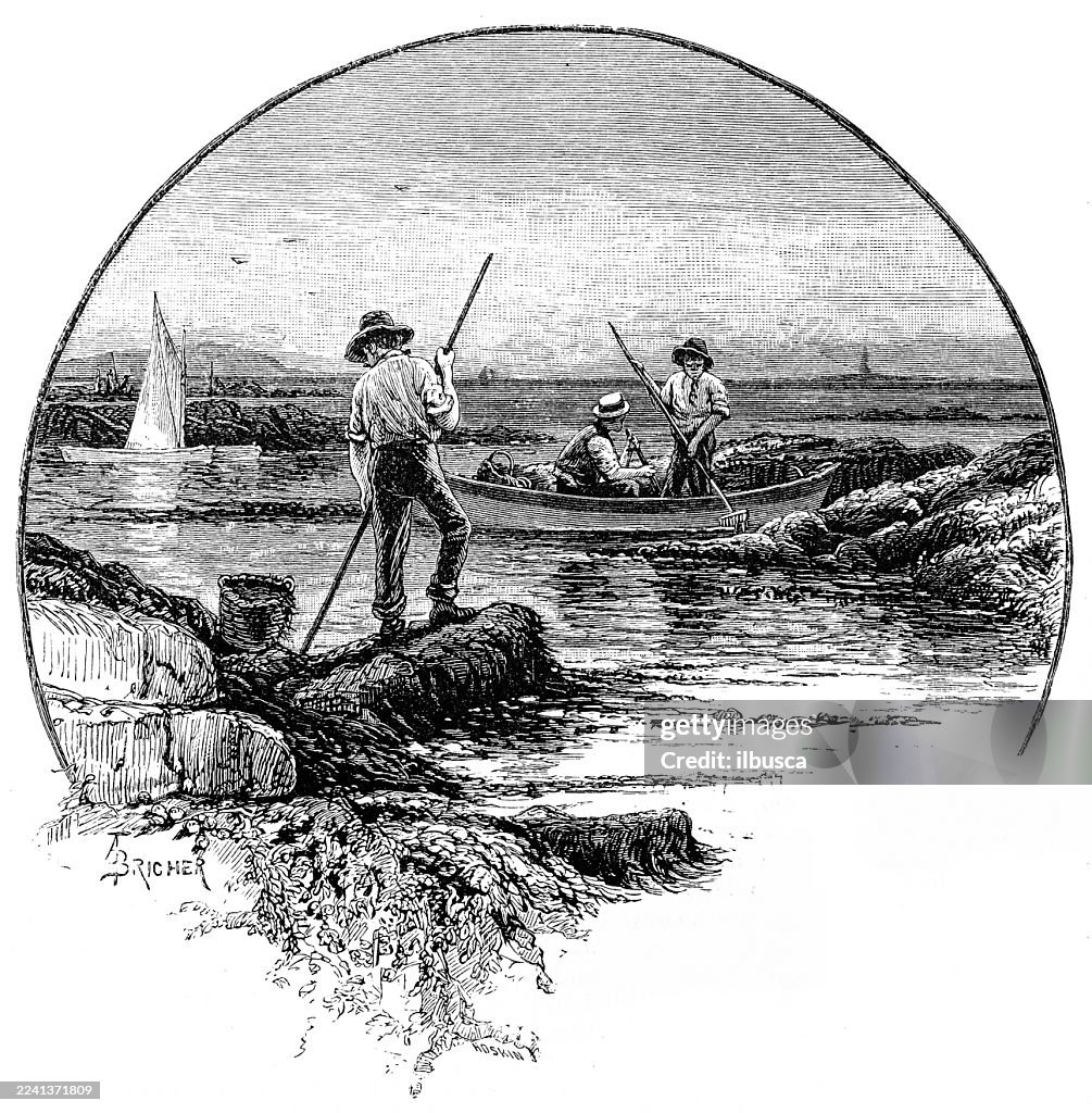 Plymouth County, Massachusetts: Gathering Irish moss