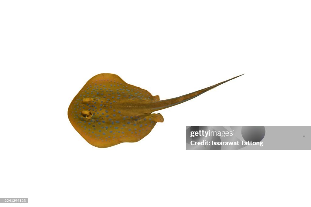 A small stingray is shown in a white background