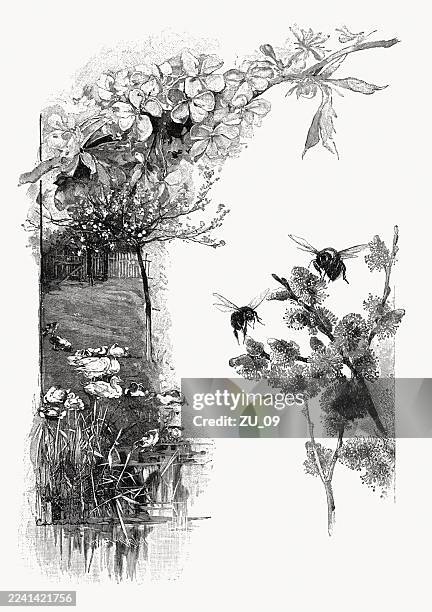 decorative spring motifs: rural scenes, wood engravings, published in 1897 - bumblebee flower stock illustrations