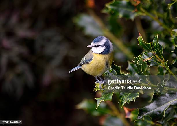 blue tit in holly - bluetit stock pictures, royalty-free photos & images