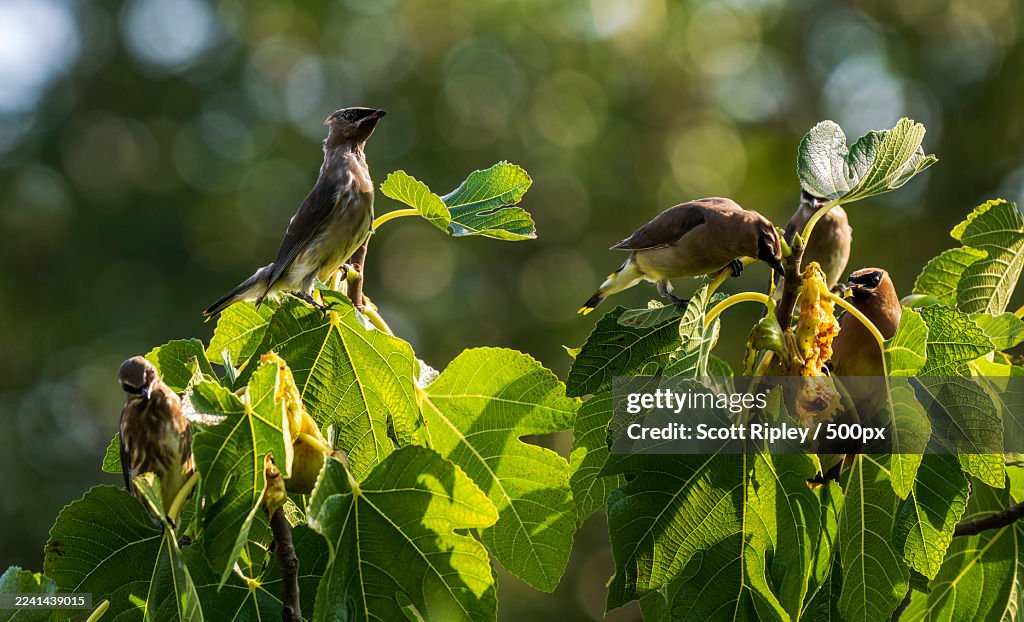 Close-up of cedar waxwing birds perching on a fig tree branch, feeding on fruit in natural light
