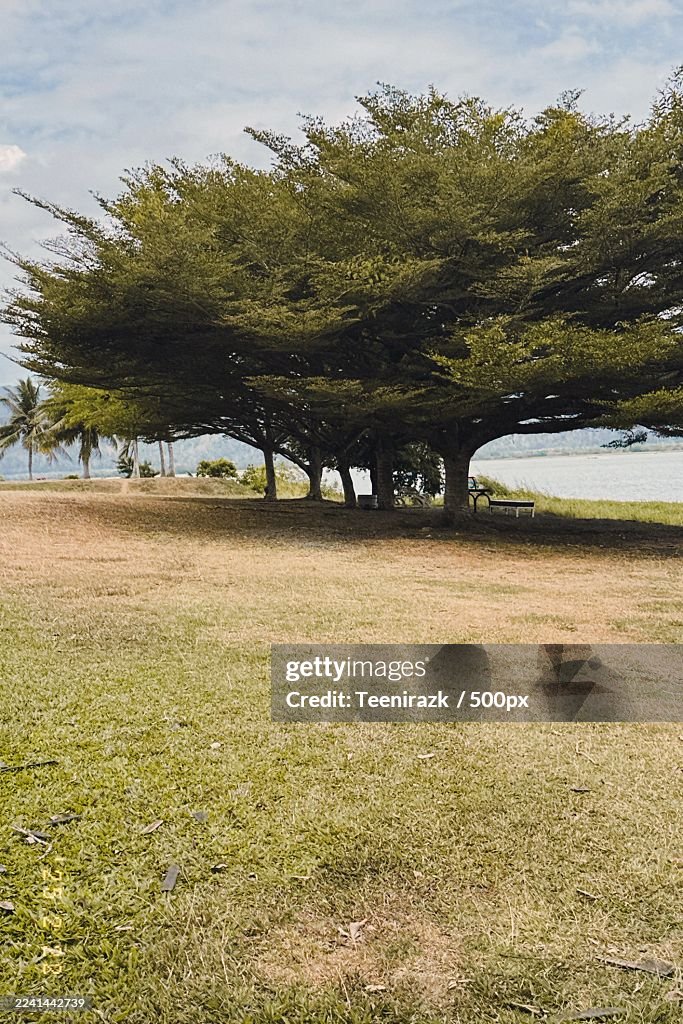Lush Green Trees and Grassy Field Overlooking a Serene Lake Under a Cloudy Sky