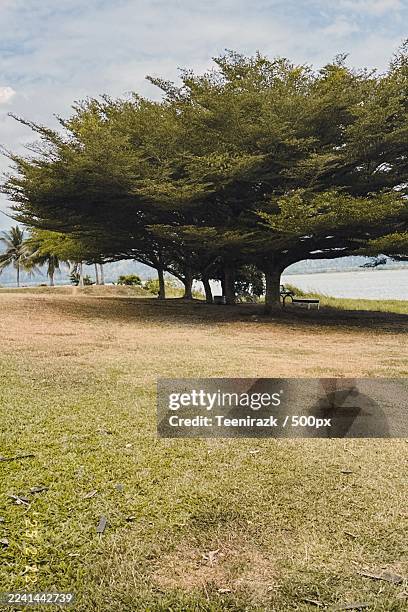 lush green trees and grassy field overlooking a serene lake under a cloudy sky - perlis state park stock pictures, royalty-free photos & images