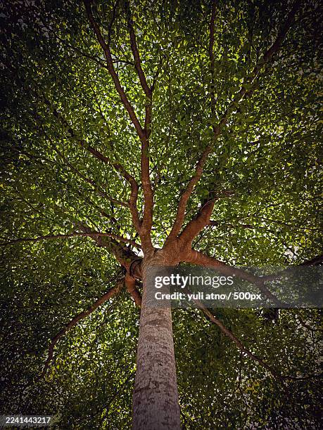 low angle view of a lush tree canopy against a dark sky - tree canopy pattern fotografías e imágenes de stock