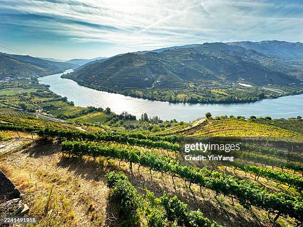 vineyard along the douro river, portugal - margem do rio imagens e fotografias de stock