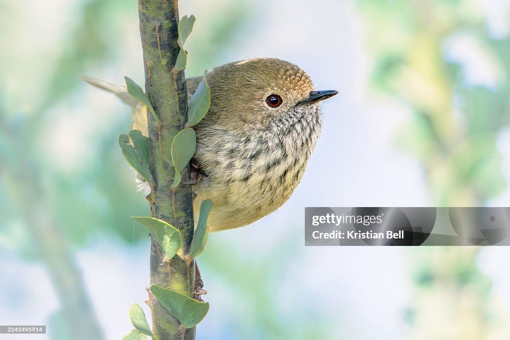 A cute wild brown thornbill (Acanthiza pusilla) perched on an ovens wattle (Acacia pravissima) branch, Australia