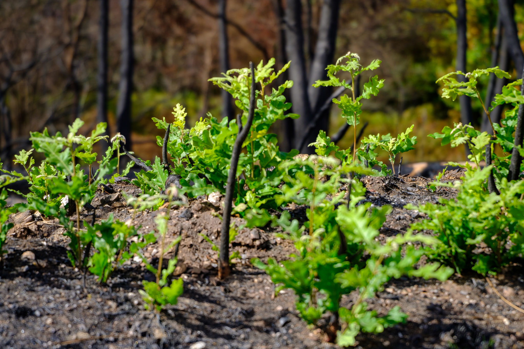 heat tolerant plants