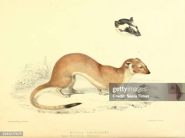 The, zoology, of, the, voyage of H.M.S, Sulphur, v.1:pt.1 London, Smith, Elder i.e, 1843-1846, animals, America, weasel, Oceania, Mustela, frenata,...
