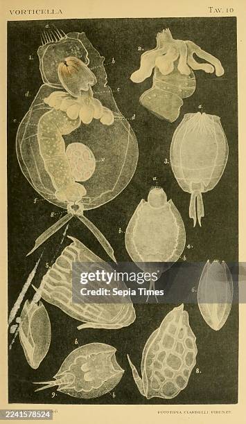 Genesi Organizzazione Metamorfosi degli Infusori Firenze Tipo. Di S. Landi 1895 Infusoria Protista Museum of Comparative Zoology Microscopy, The...