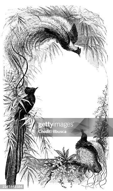 birds and plumage: red bird of paradise, magpie bird of paradise, resplendent epimachus - red bird of paradise stock illustrations