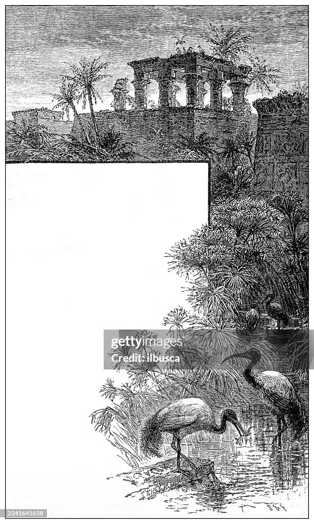 Birds and plumage: Ibis