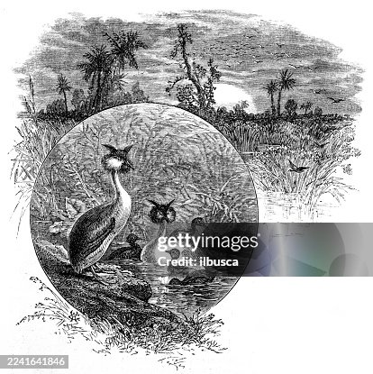 Birds and plumage: Grebe Birds and plumage: Grebe