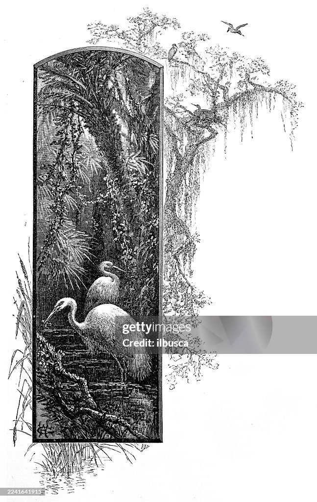 Birds and plumage: Egrets