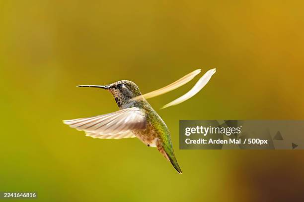 close-up of a hummingbird hovering with blurred wings against a vibrant green and yellow background - beweglichkeit stock-fotos und bilder