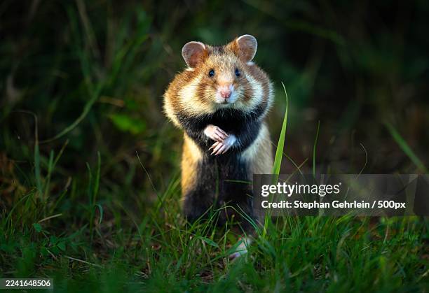 close-up of a european hamster standing upright in a grassy field, looking directly at the camera with its paws clasped together - hamster stock pictures, royalty-free photos & images
