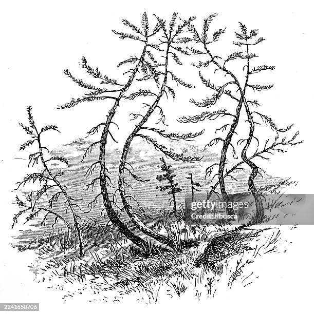 californian sequoia belt, snow-crushed saplings - california redwoods stock illustrations