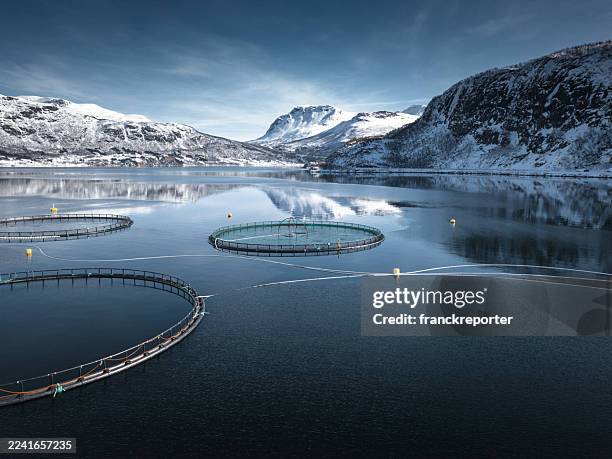 fish farm in norway - zalm stockfoto's en -beelden