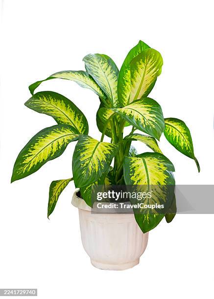 vibrant aglaonema plant in white ceramic pot isolated on white background. houseplants in flower pots. potted plants. green leaves. - houseplant stock pictures, royalty-free photos & images