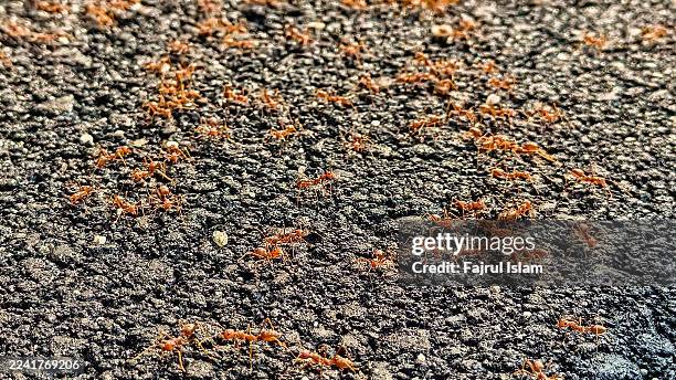 red ants walking on rough black ground surface in macro photography - insecto comestible fotografías e imágenes de stock
