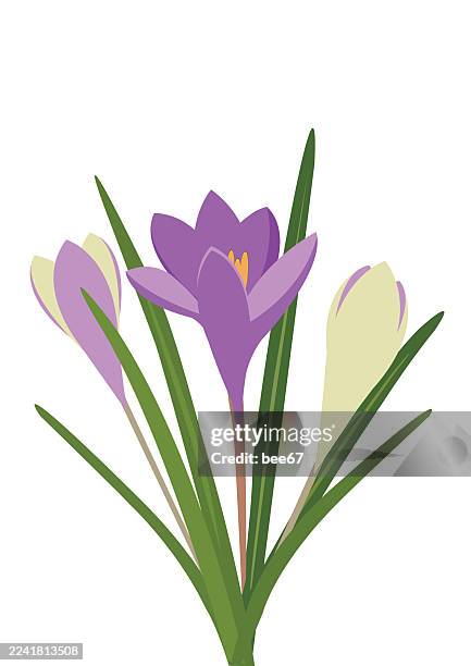crocus flower. - crocus stock illustrations
