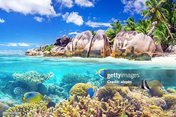 colpo diviso di paradiso tropicale - oceania foto e immagini stock