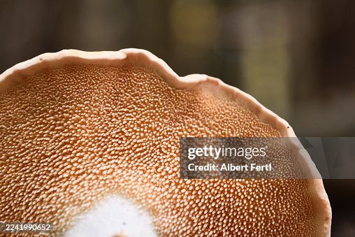 Hydnum Hydnum