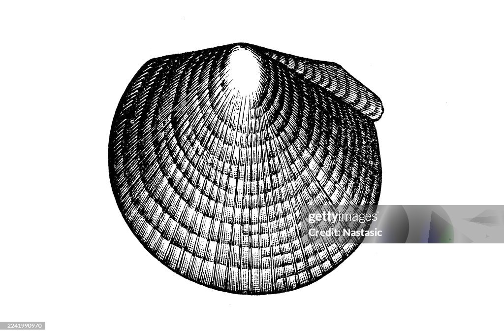Avicula clarai is an extinct species of fossilized mollusk, specifically a bivalve, that lived in the Triassic period