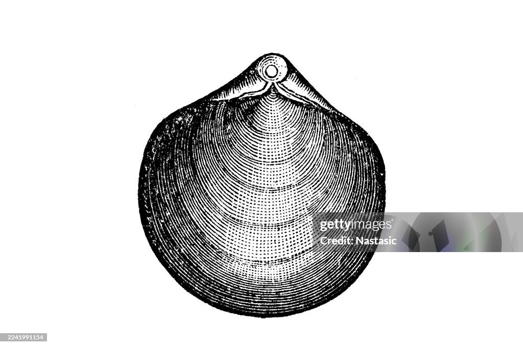 Terebratula Vulgaris ,Fossil Shell