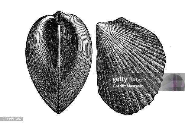 illustrations, cliparts, dessins animés et icônes de l’espèce fossile, lima striata (plagiostoma striatum), est un fossile du début de la période jurassique - évolution de lespèce