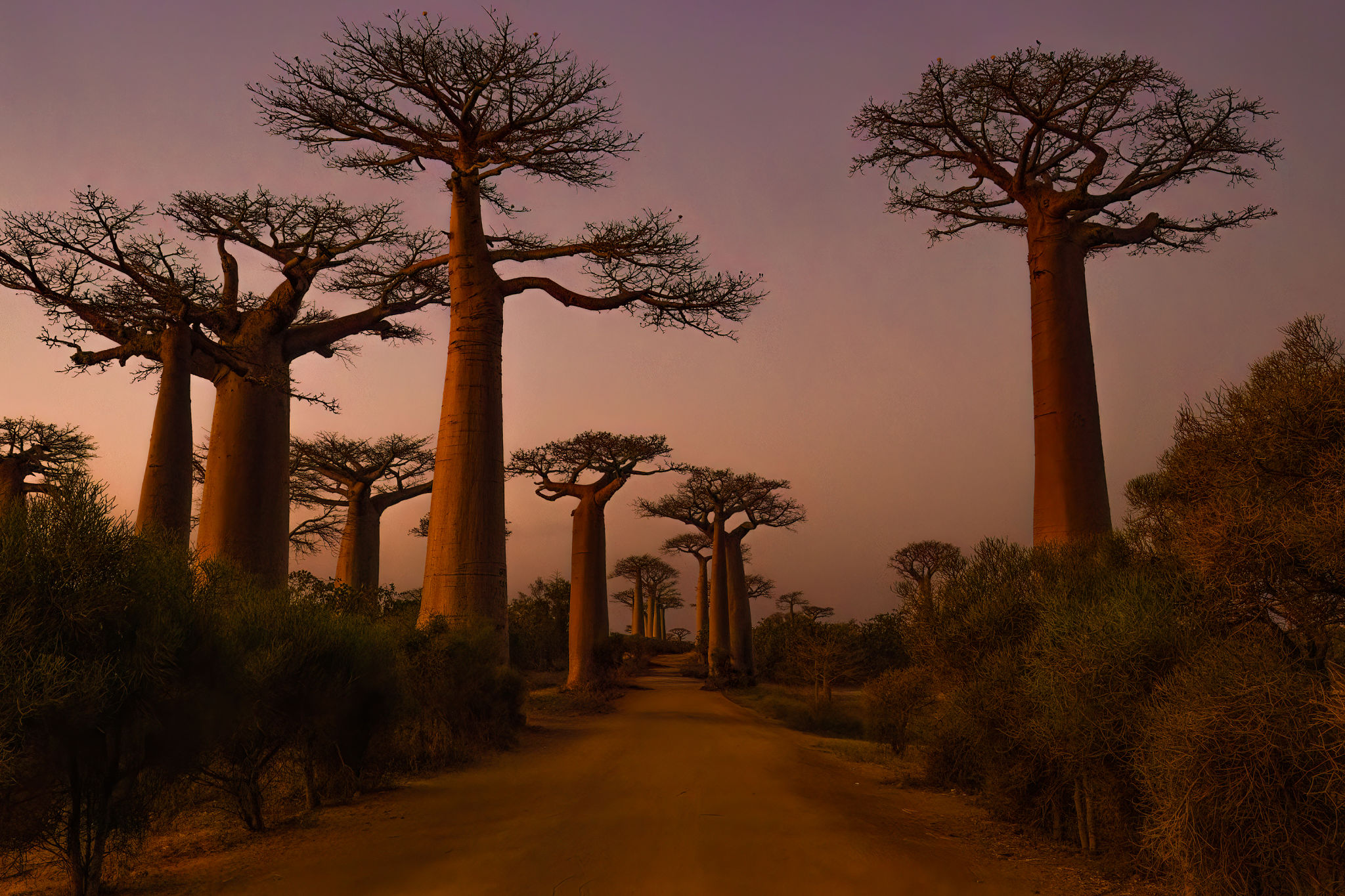 baobab trees Madagascar