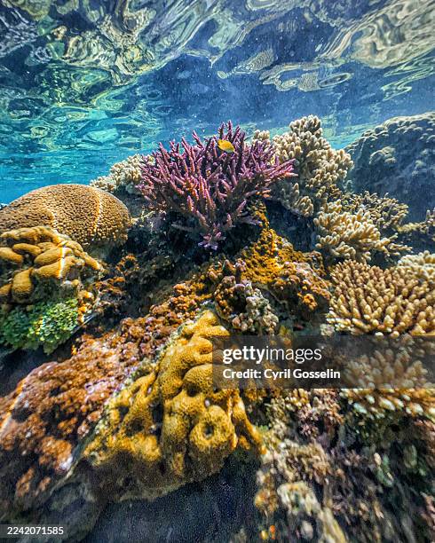 underwater image of tropical coral reef. tikilas, nguna island, vanuatu. - reef stock pictures, royalty-free photos & images