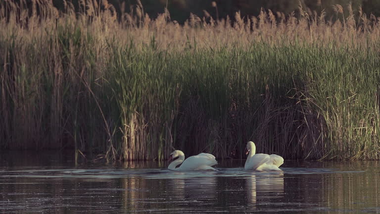 https://media.gettyimages.com/id/2242144579/video/mute-swans-a-pair-of-white-swans-circle-synchronously-on-the-water-slow-motion.jpg?b=1&s=640x640&k=20&c=GTNji4vwJl_KQjdzNpnEaLFUxeZPzXmU8vWFwXeSfbE=