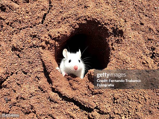 390 Rat Hole Stock Photos, High-Res Pictures, and Images - Getty