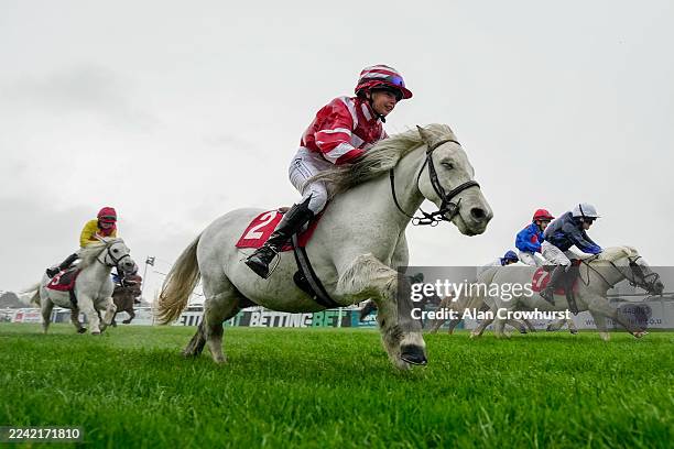 Three greys make their way up the hill towards the finish during The Shetland Pony Derby at Plumpton Racecourse on October 20, 2025 in Plumpton,...