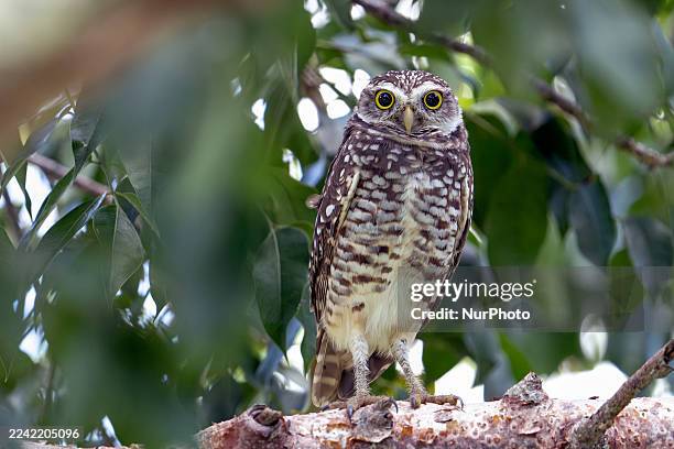 Burrowing Owl stands guard near its burrow in Davie, Florida. Burrowing Owls nest and roost in underground burrows and feed on insects, along with...