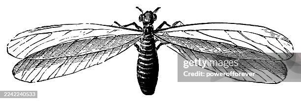 winged termite insect (alate) - 19th century - termites stock illustrations