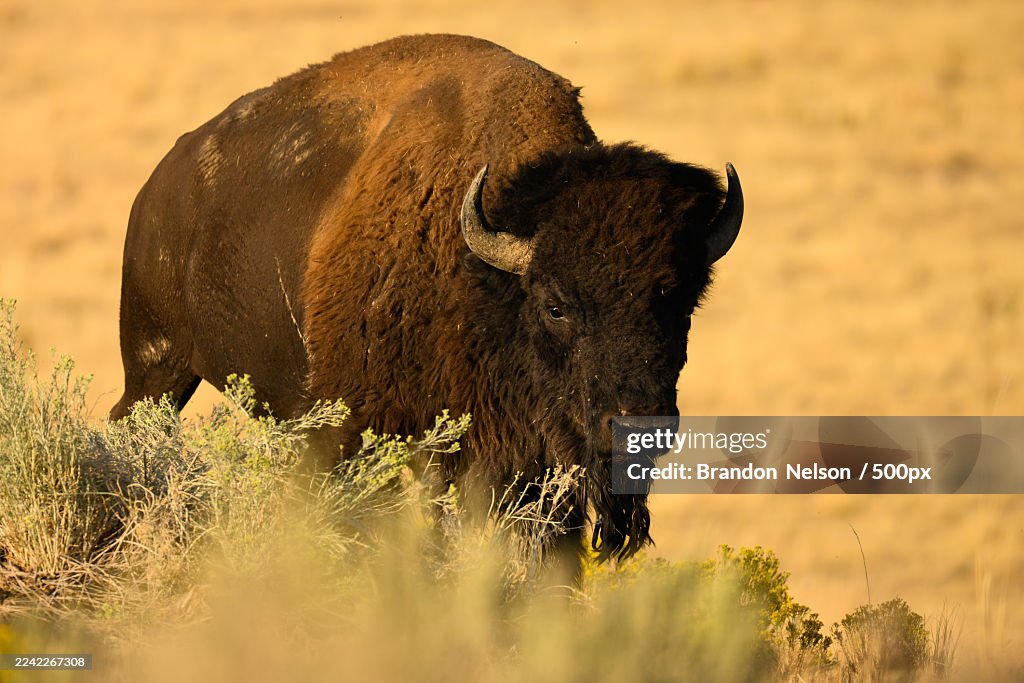 American Bison standing in dry grass and brush in a golden field