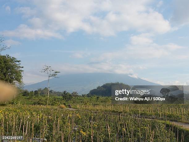 lush green agricultural field with crops and bamboo stakes under a bright blue sky with a majestic mountain in the background,kecamatan kedu,indonesia - provincia de java central fotografías e imágenes de stock