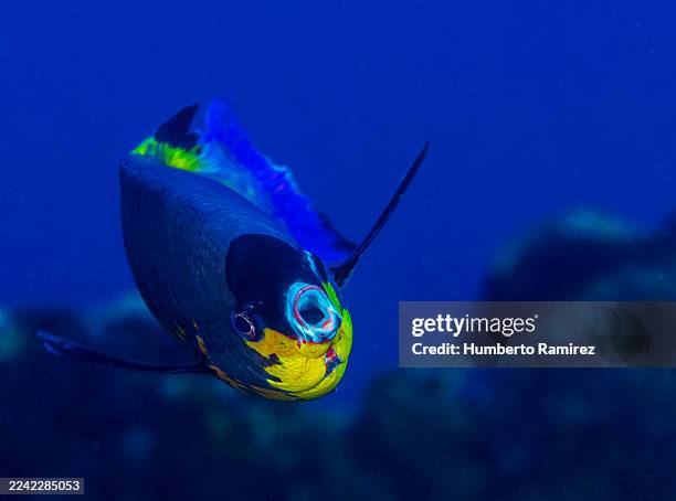 creole wrasses - creole wrasse stock pictures, royalty-free photos & images
